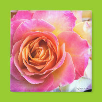 Delicate Pink Rose Magnet magnets
