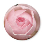 delicate pink rose magnet