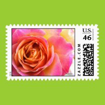 Delicate Pink Rose Postage stamps