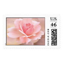 Delicate Pink Rose postage