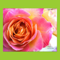 Delicate Pink Rose Poster posters