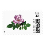 Delicate Pink Rose Stamps