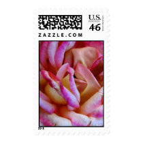 Delicate Pink Rose Watercolor Photo Art postage