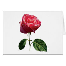 Delicate Pink Rosebud Cards