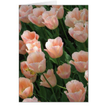 Delicate Pink Tulips cards