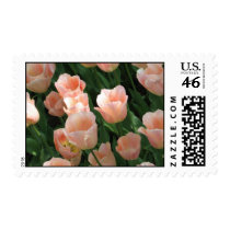 Delicate Pink Tulips postage