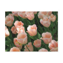 Delicate Pink Tulips postcards