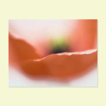 Delicate Poppy postcards