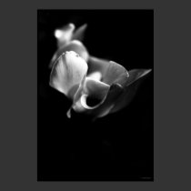 delicate posters by HAJenkins delicate posters