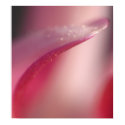 Delicate posters