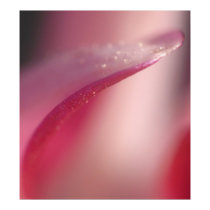 Delicate posters by beverlytazangel Delicate posters