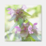 Delicate Purple Deadnettle Flowers Magnets