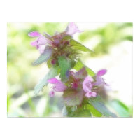Delicate Purple Deadnettle Flowers print