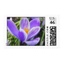 Delicate Purple Striped Crocus Postage Stamp