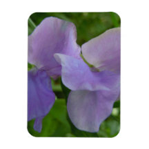 Delicate Purple Sweet Pea Rectangular Magnet