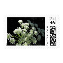 Delicate Queen Anne's Lace Postage Stamp