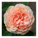 Delicate Rose Canvas Print