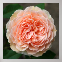 Delicate Rose Canvas Print