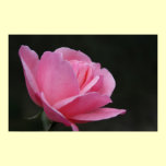 Delicate Rose Print posters