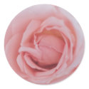 Delicate Rose Sticker