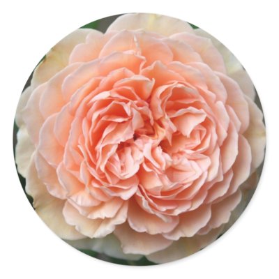 Delicate Rose Sticker by AnAngelThisTime