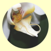 Delicate stickers