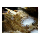 Delicate White Anemone Card