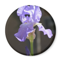 Delicately Purple magnets