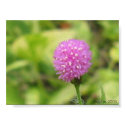 delicately purple posters