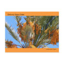 Delicious Desert Dates postcard