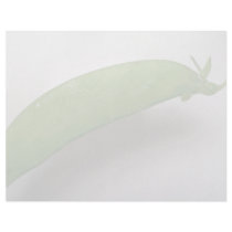 Delicious Pea Letterhead Design