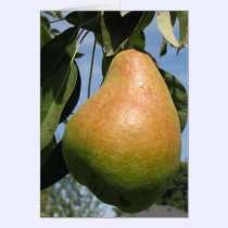 Delicious Pear cards