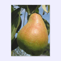 Delicious Pear postcards