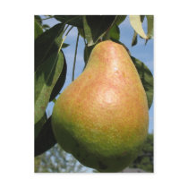 Delicious Pear postcards by charlesblack7 Delicious Pear postcards