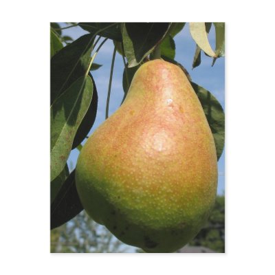 Delicious Pear Postcard by charlesblack7