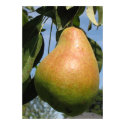 Delicious Pear posters by charlesblack7 Delicious Pear posters