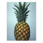 Delicious Pineapple Postcard