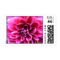 DELIGHT postage by first_class_mail DELIGHT postage