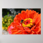 Delight- Zinnia and Bee Poster