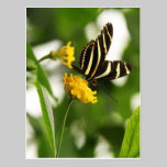 DELIGHTFUL STRIPES postcards