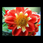 Delightfully Dahlia Poster