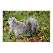 DelMarVa Peninsula Fox Squirrel posters
