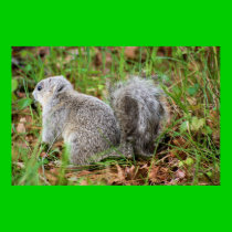 DelMarVa Peninsula Fox Squirrel posters
