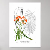 Delonix regia poster