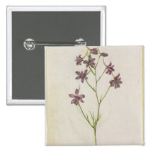 Delphinium ajacis, c.1568 pin