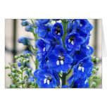 Delphinium azul tarjeton