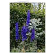 Delphinium card