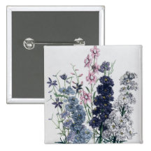 Delphiniums, from 'The Ladies' Flower Garden' Button