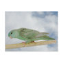 Delute turqoise linnie postcards