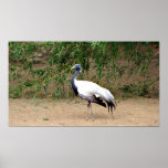Demoiselle Crane Framed Print
